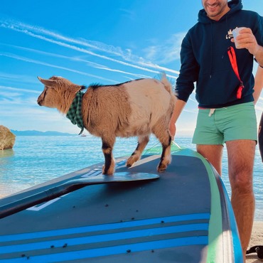 Leonarda the goat, mascot of Wooden Waves SUP Club