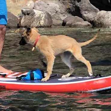 Nina the dog, mascot of Wooden Waves SUP Club